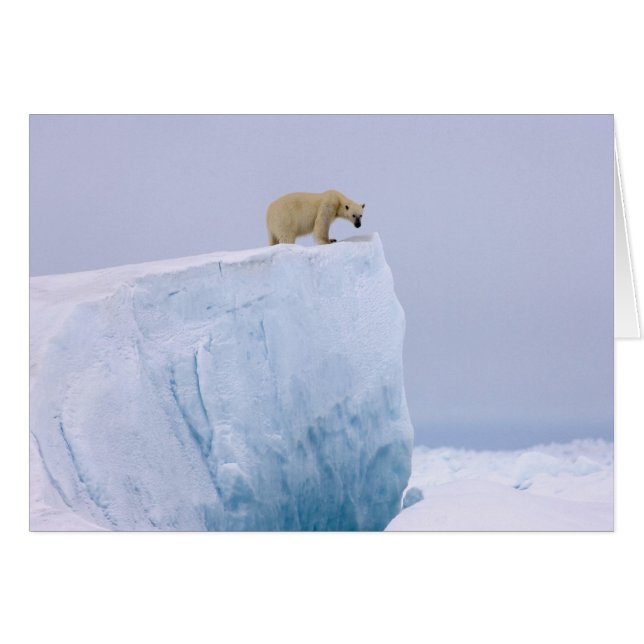ours polaire, Ursus maritimus (Devant horizontal)