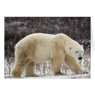 Ours polaire Ursus maritimus) à Churchill