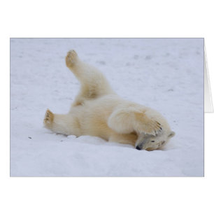 ours polaire, Ursus maritimus, ourson roulant