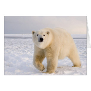 ours polaire, Ursus maritimus, sur glace et neige,