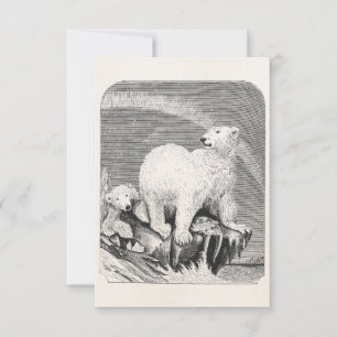 Ours polaire vintage des années 1800 Ours arctique