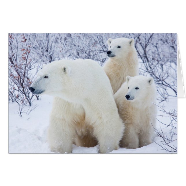 Ours polaires et deux oursons (Devant horizontal)