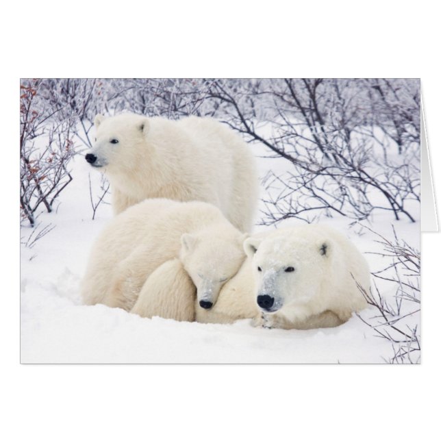 Ours polaires femelle et deux oursons 3 (Devant horizontal)