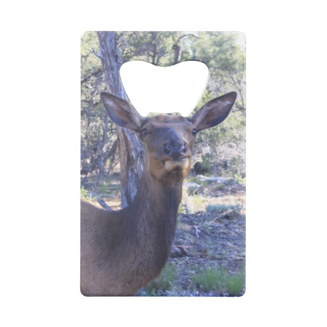 Ouverture de la bouteille d'orignal (Devant)