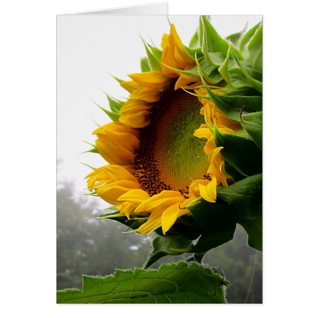 Ouverture du tournesol (Devant)