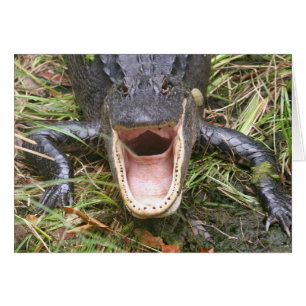 Ouvrez Large ! Alligator de Floride