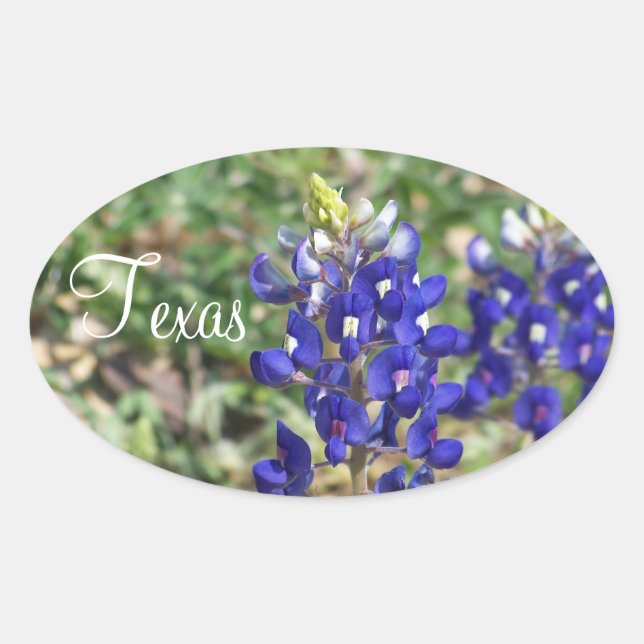 Ovale Beau Sticker Fleur sauvage Texas Bluebonnet (Devant)
