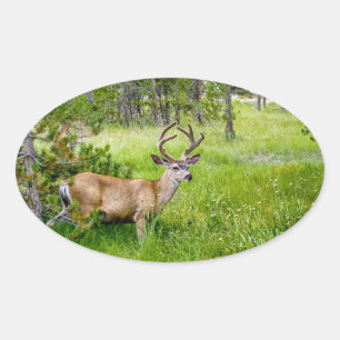 Ovale Belle Buck in the Meadow Sticker