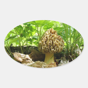 Ovale Champignon Morel - Sticker "En Cachant"