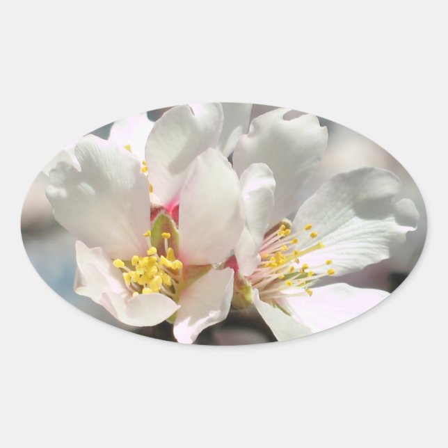Ovale Sticker en fleurs d'amande blanche (Devant)