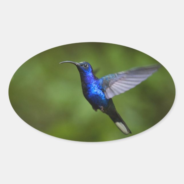 OVALE STICKER HUMMINGBIRD (Devant)