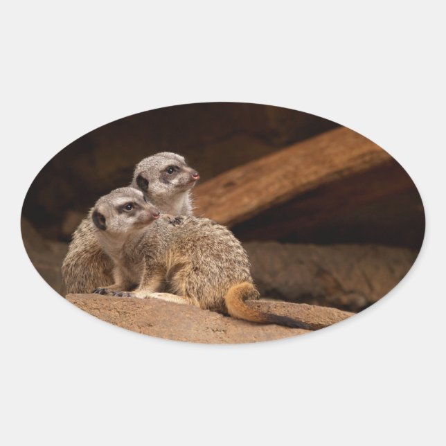 Ovale Sticker Meerkat Oval (Devant)