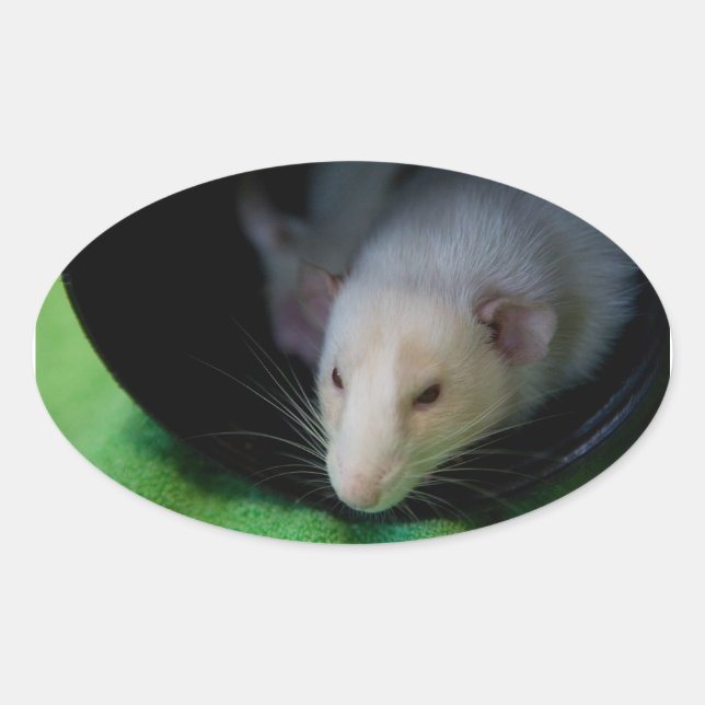 OVALE STICKER OVAL PEEWEE (Devant)