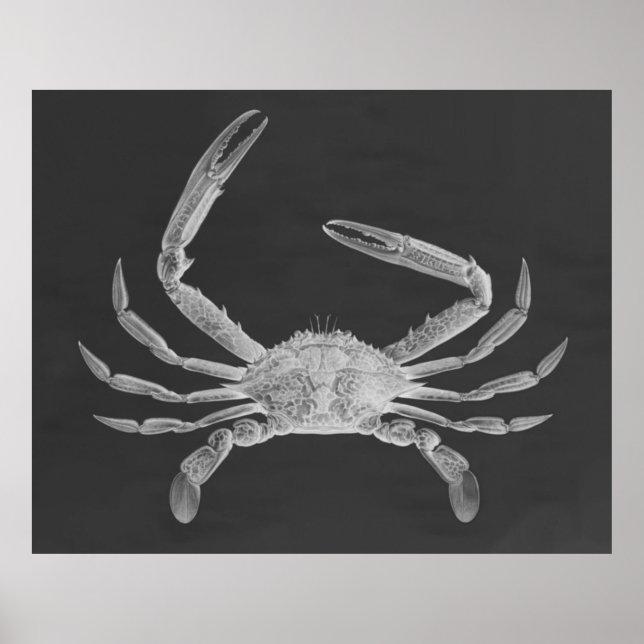 Oversized Crab Triptych Poster Print (Devant)