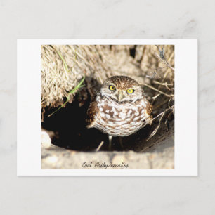 Owl. Carte postale