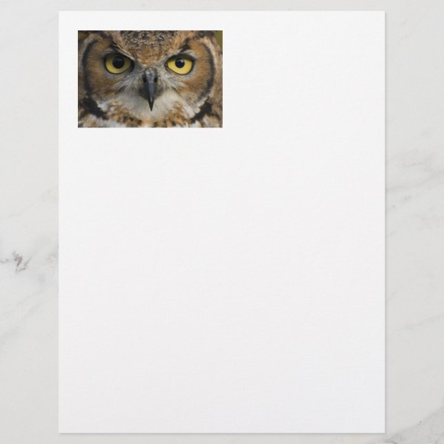 Owl Eyes (Devant)