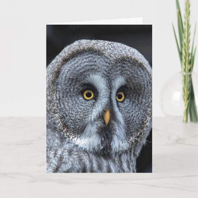 OWL FUNNY CUTE CARTE D'ANNIVERSAIRE (Devant)