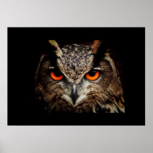 Owl Poster