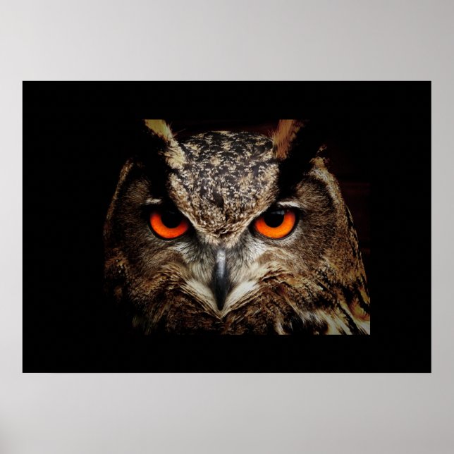 Owl Poster (Devant)
