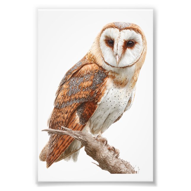 Owl Premium Satin Photo Paper Photo Enlargement (Devant)