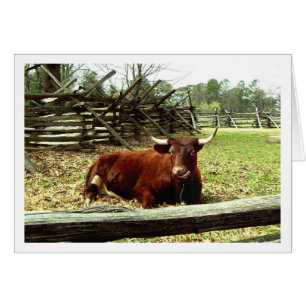 Ox dans le pré