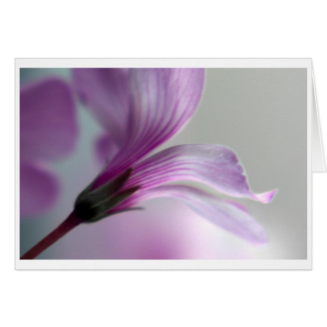 Oxalis (Devant horizontal)