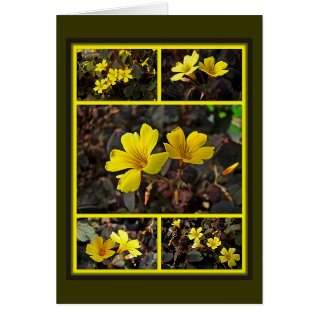 Oxalis Jaune-A fleuri la plante d'intérieur (Devant)