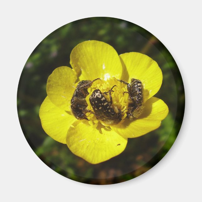 Oxythyrea Funesta Beetles Magnet (Devant)