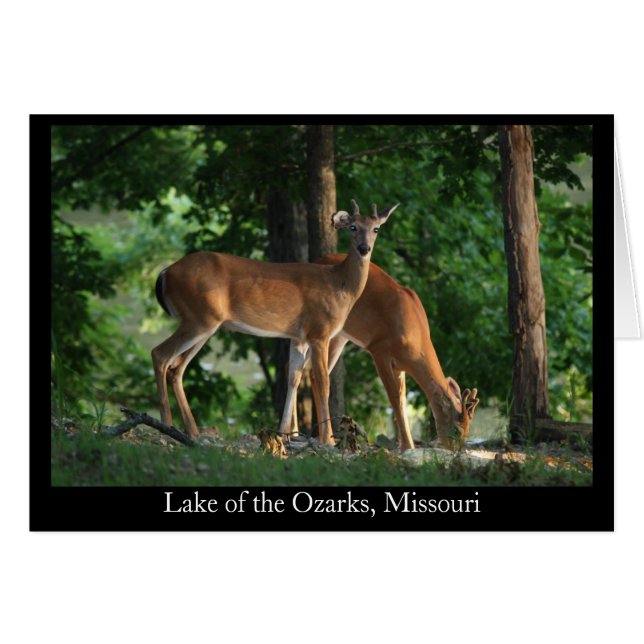 Ozark Deer (Titre) (Devant Horizontal)