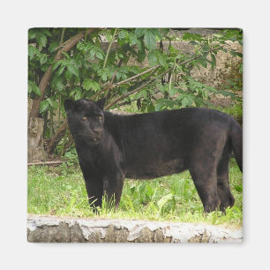 Pacer le aimant de la panthère