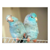Pacifif Parrotlets Inséparables Compagnons Photo A