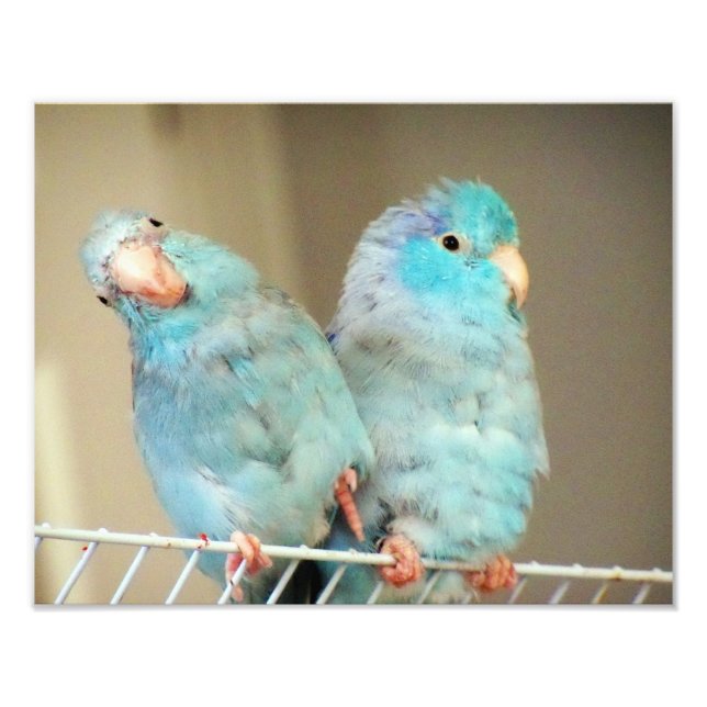Pacifif Parrotlets Inséparables Compagnons Photo A (Devant)