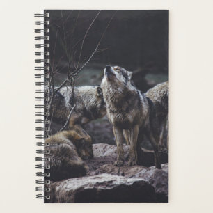 Pack Wolf