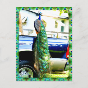 Pacock sur une carte postale de ramassage