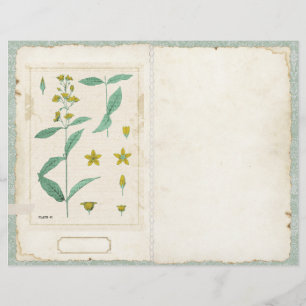 Page Fleur sauvage botanique - Journal du segment