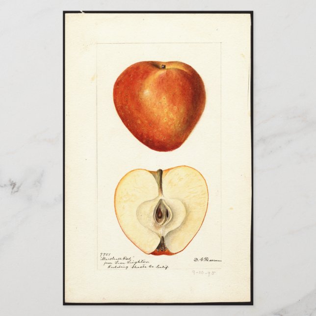 Page Pomologique Aquarelle Marshall Rouge (Devant)