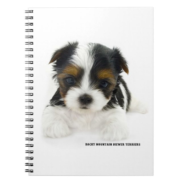 Pages du carnet 80 - chiot de Biewer Terrier (Devant)