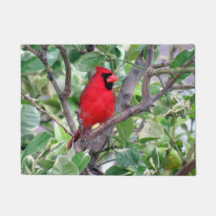 Paillasson Cardinal dans un citronnier