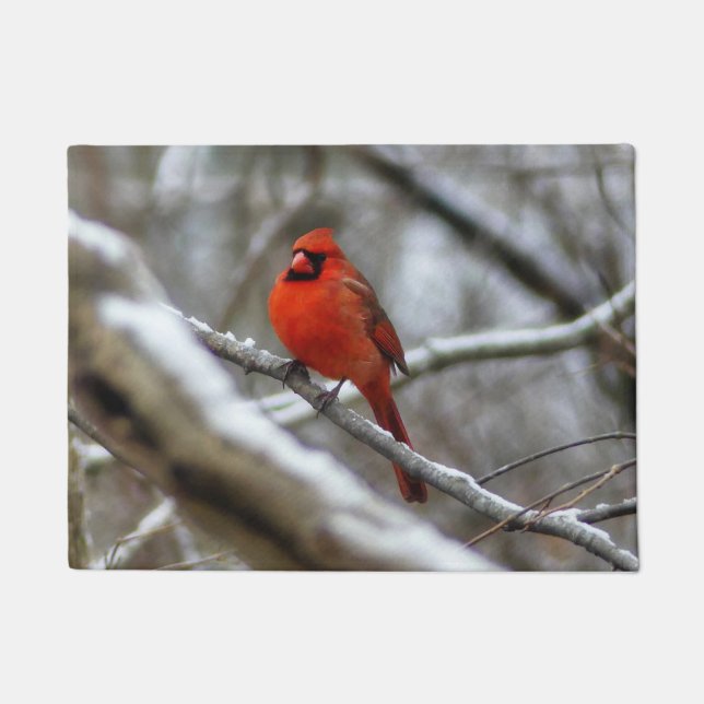 Paillasson Cardinal mâle (Devant)