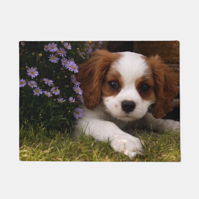 Paillasson Cavalier le roi Charles Spaniel Puppy derrière les (Devant)