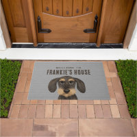 Chien à poils durs Dachshund | Cute Teckel personn