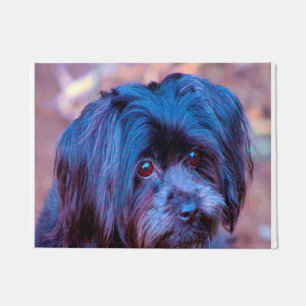 Paillasson Chien Shih Tzu.