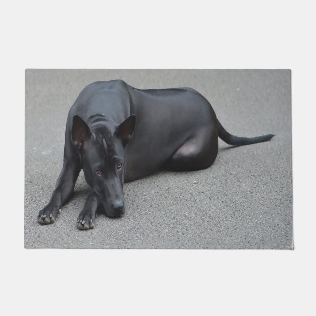 Paillasson Chien Thaï Ridgeback (Devant)
