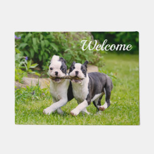 Paillasson Chiots de Boston Terrier joyeux et amusants jouant