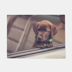 Paillasson Chocolat Labrador Puppy In Car