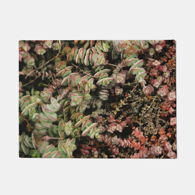 Paillasson Crassula perforata (Devant)
