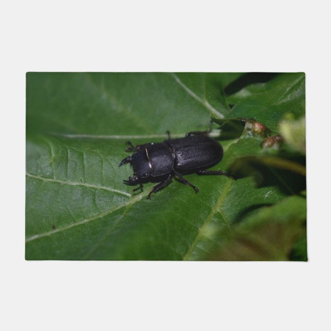 Paillasson Dorcus parallelipipedus, le moindre dendroctone du (Devant)