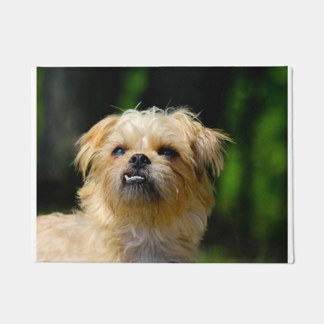 Paillasson Griffon Korthals (Devant)