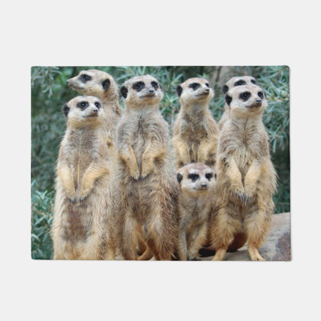 Paillasson Meerkat 006 (Devant)