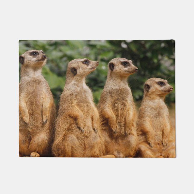 Paillasson Meerkat 018 (Devant)